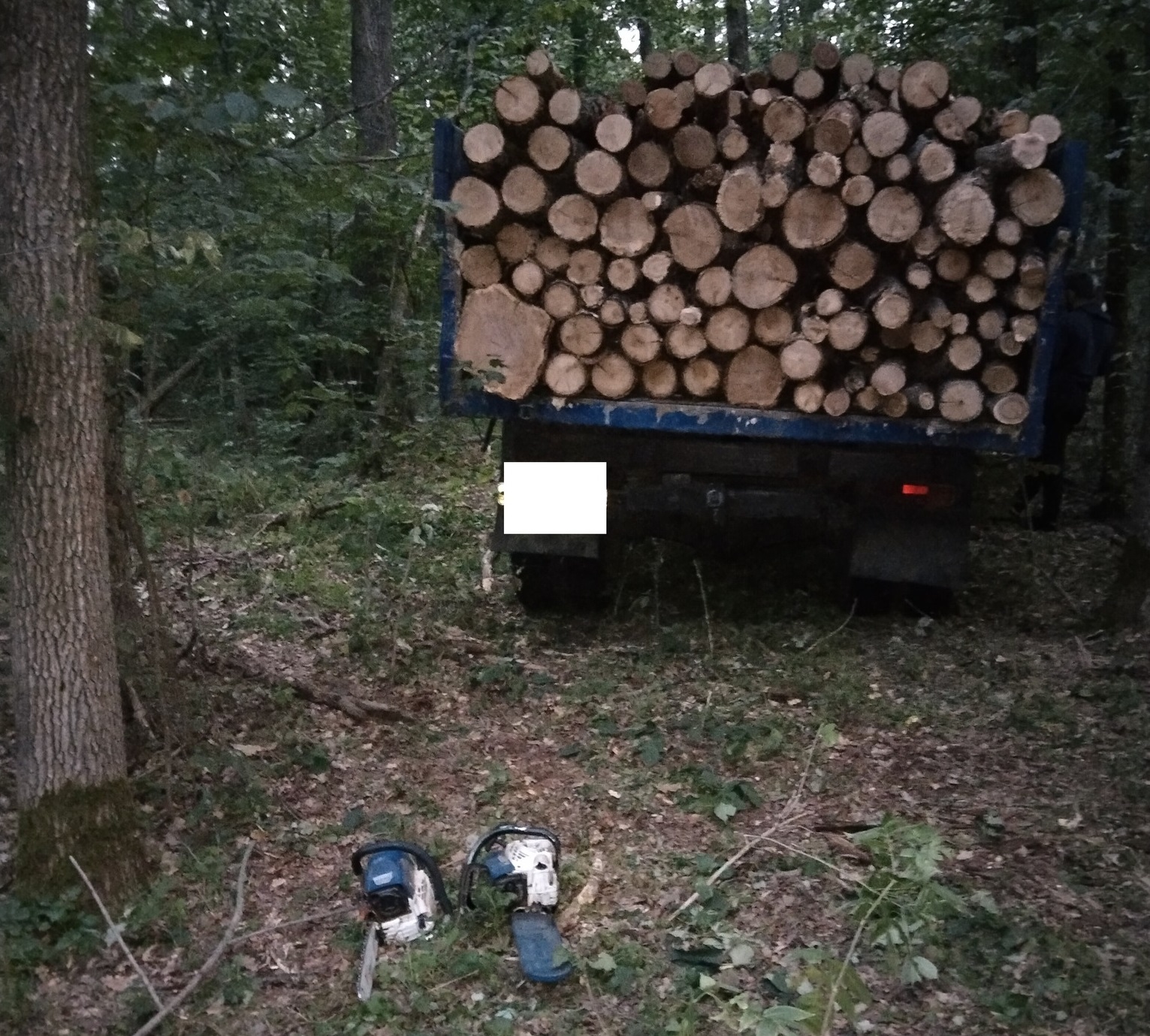 “Чорних лісорубів” з Кіровоградщини затримали на місці скоєння злочину