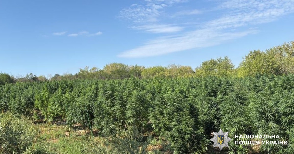 На Кіровоградщині виявили “наркоплантацію”