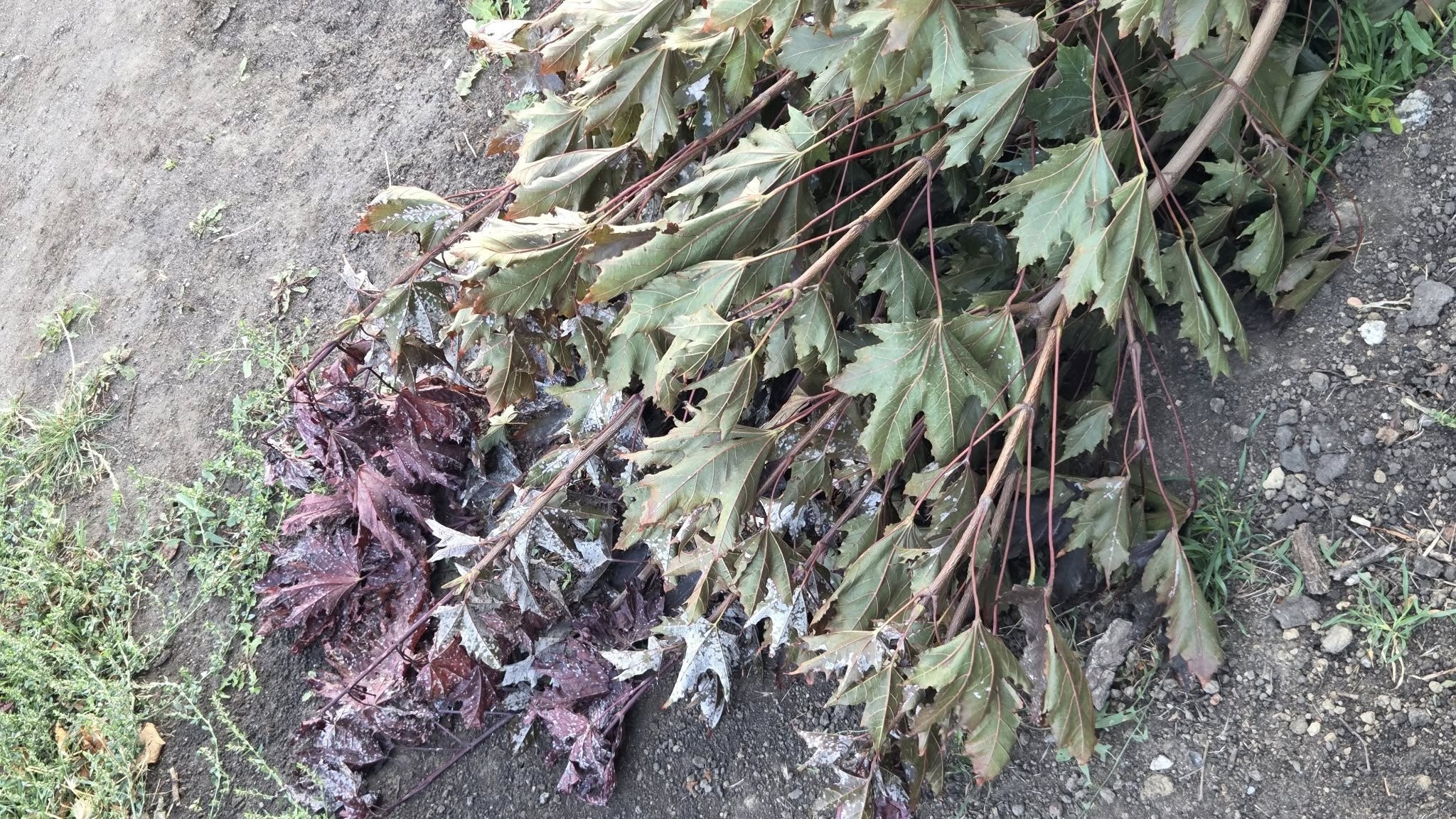 У Кропивницькому вандали зламали молодий клен