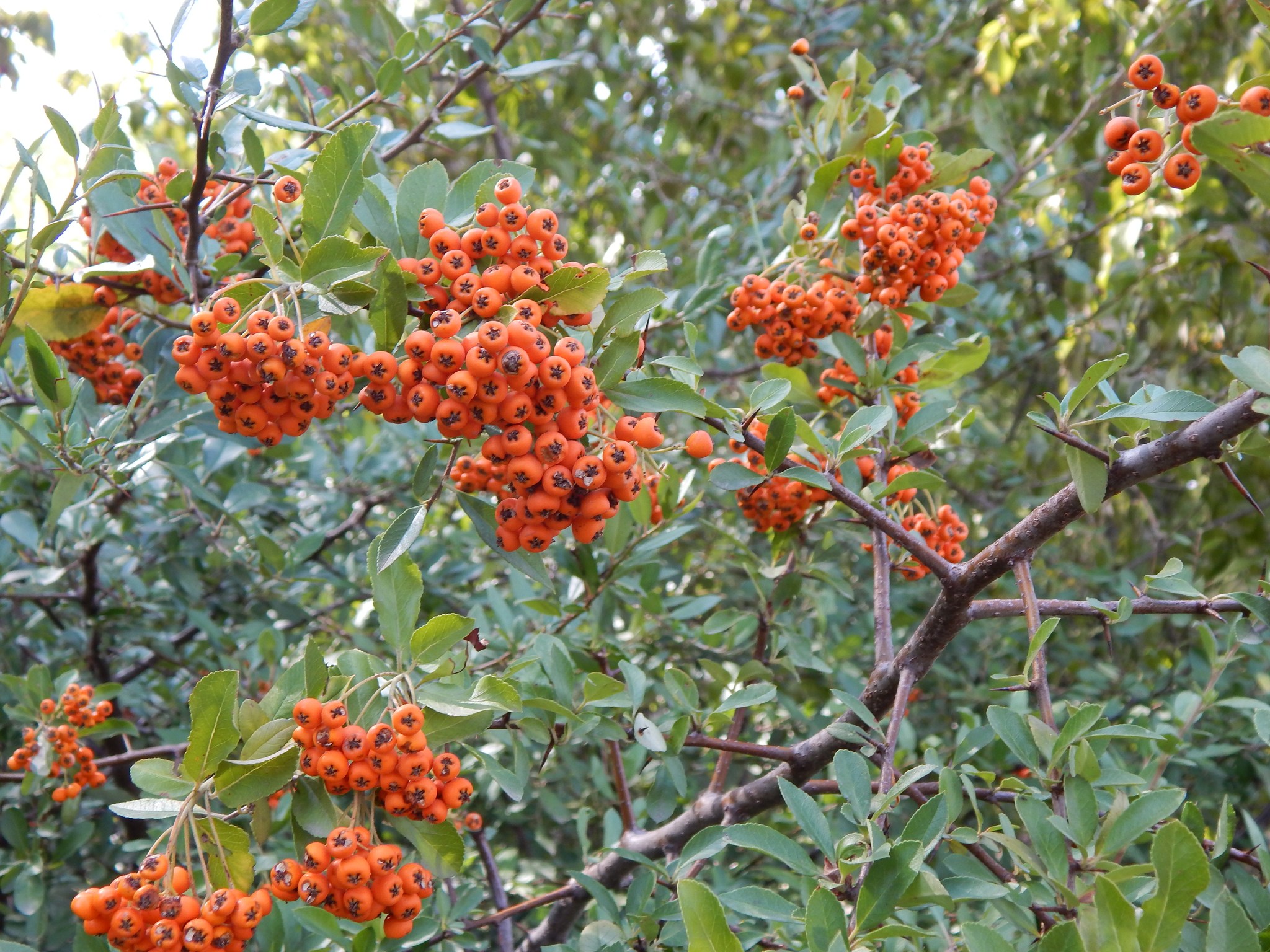 У лісовому центрі на Кіровоградщині пропонують придбати саджанці