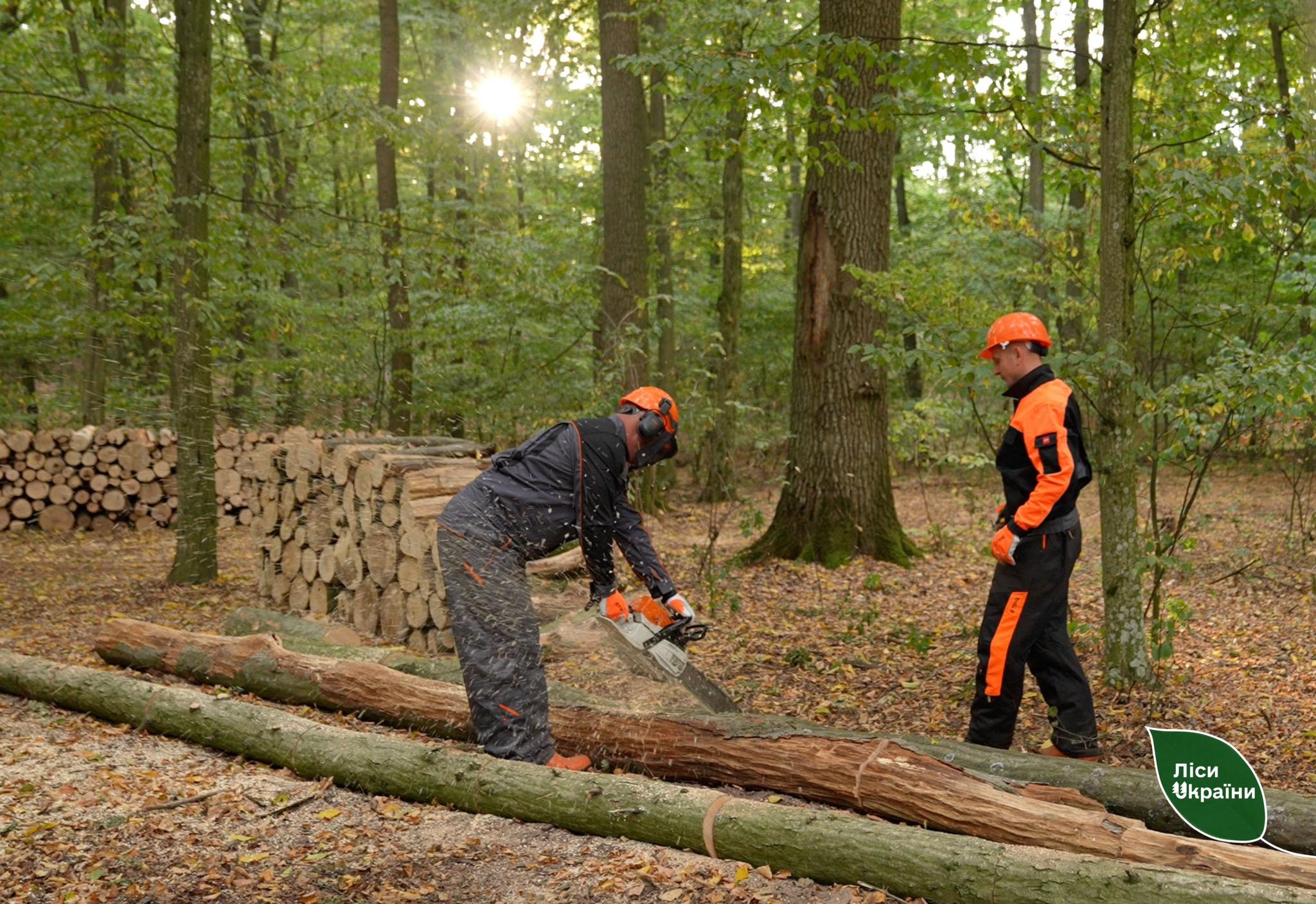 Лісівники пропонують жителям Кіровоградщини придбати дрова