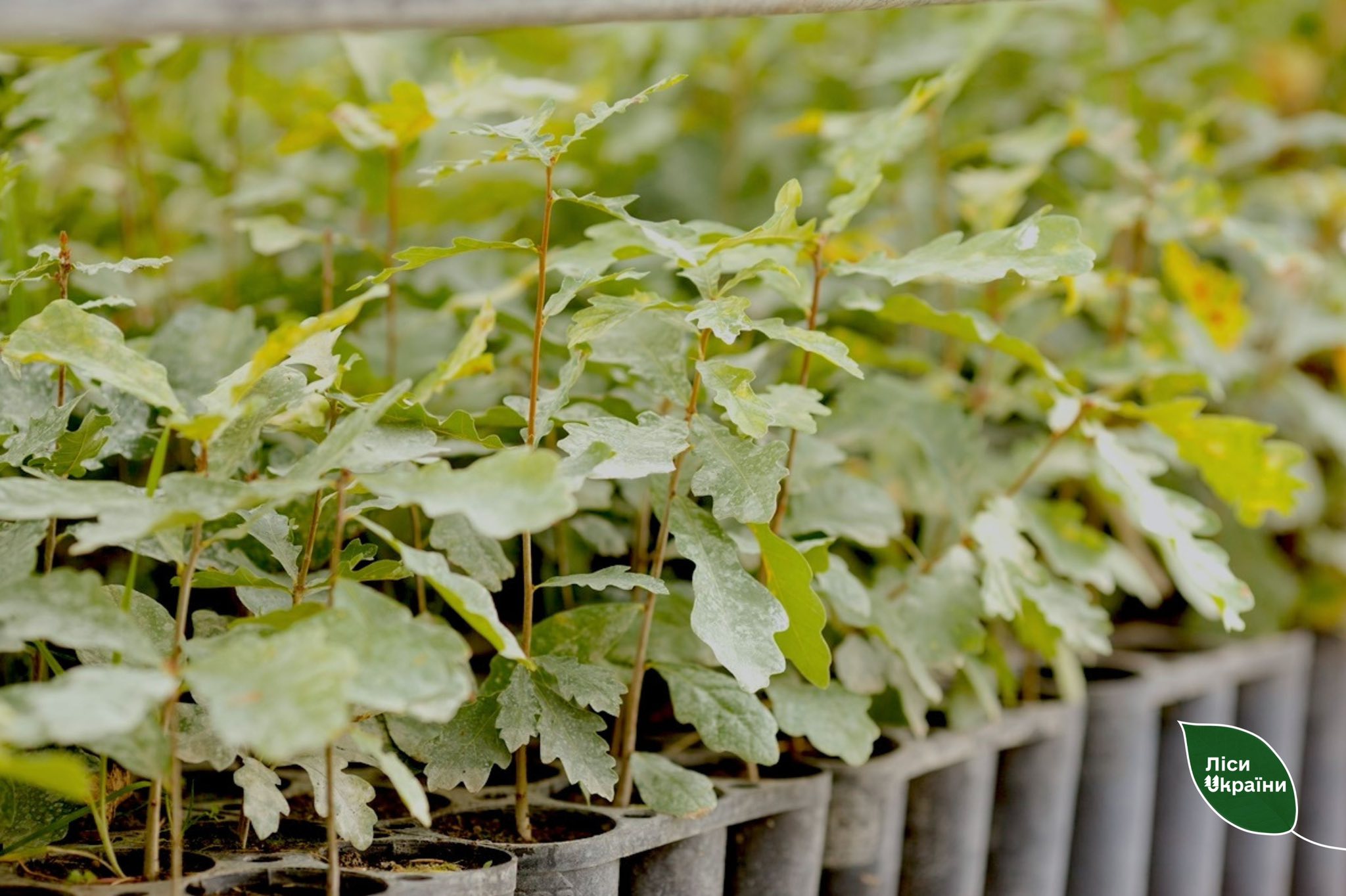 Лісівники планують засіяти майже 30 гектарів на Кіровоградщині