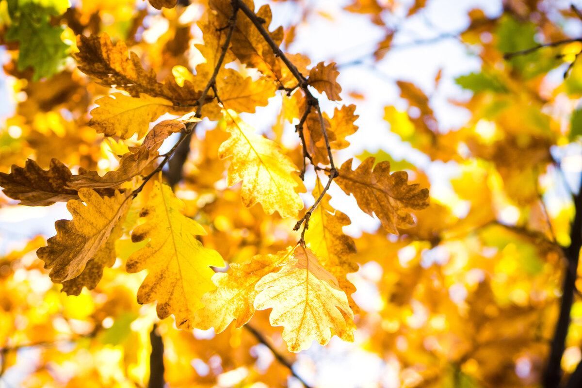 Сьогодні на Кіровоградщині дощитиме