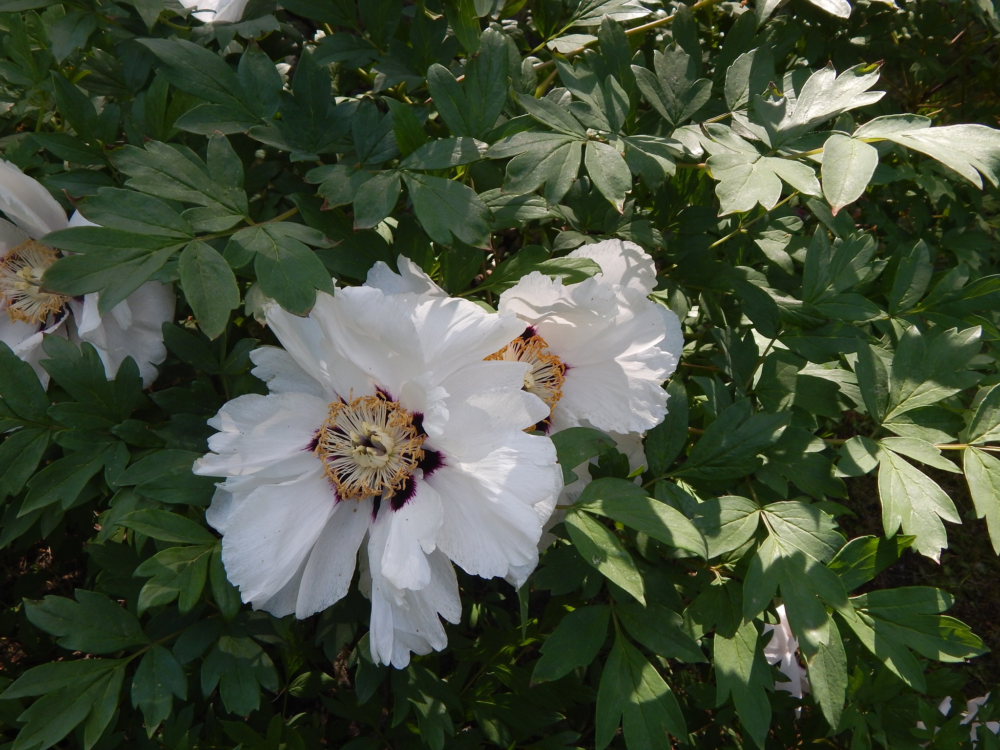 У дендропарку Кіровоградщини пропонують дерева для посадки