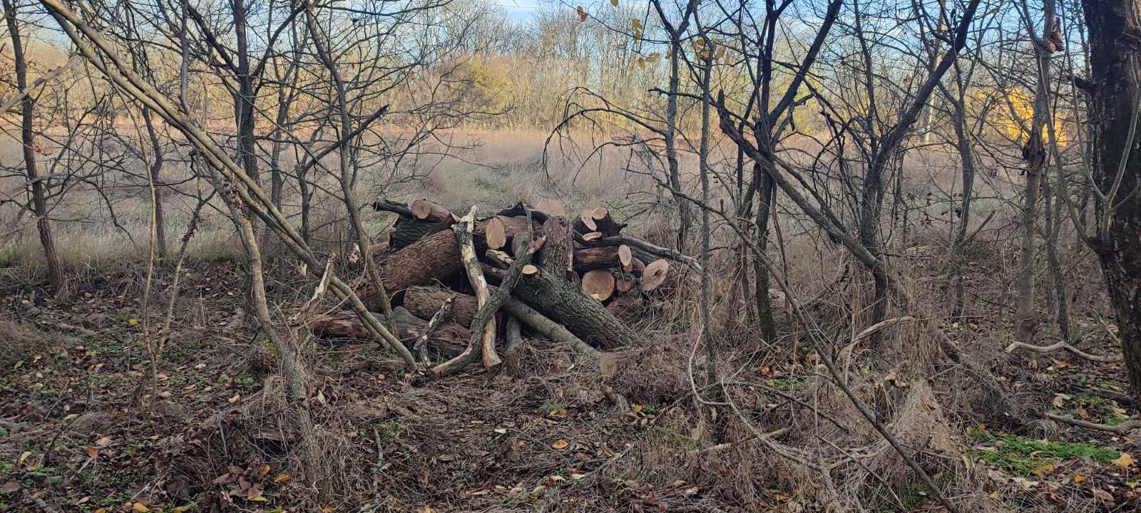 На Кiровоградщинi зловмисники незаконно нарубали дерев на понад 40 тисяч гривень