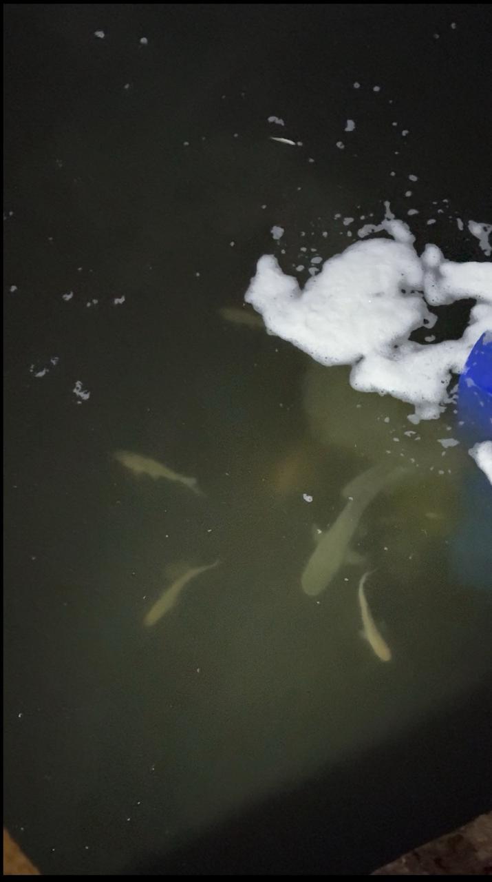 У річку на Кіровоградщині випустили понад дві тони риби