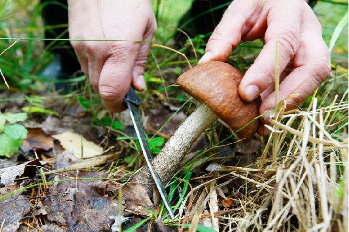 Жителька Кiровоградщини отруїлася грибами