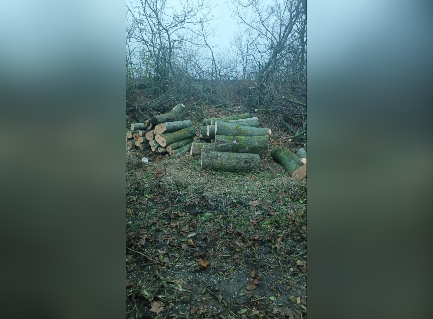 На Кіровоградщині “чорні лісоруби” знищили дерев на понад 100 тисяч гривень