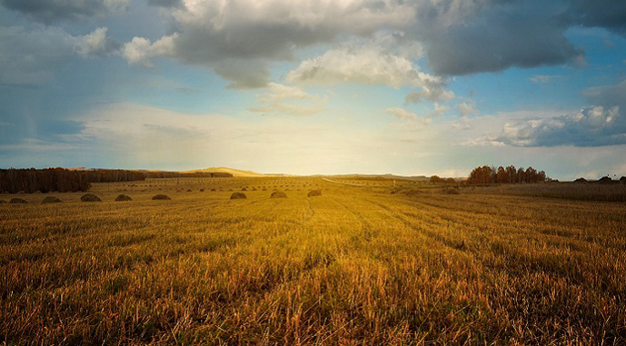 Громаді на Кіровоградщині повернули майже 60 гектар пасовищ