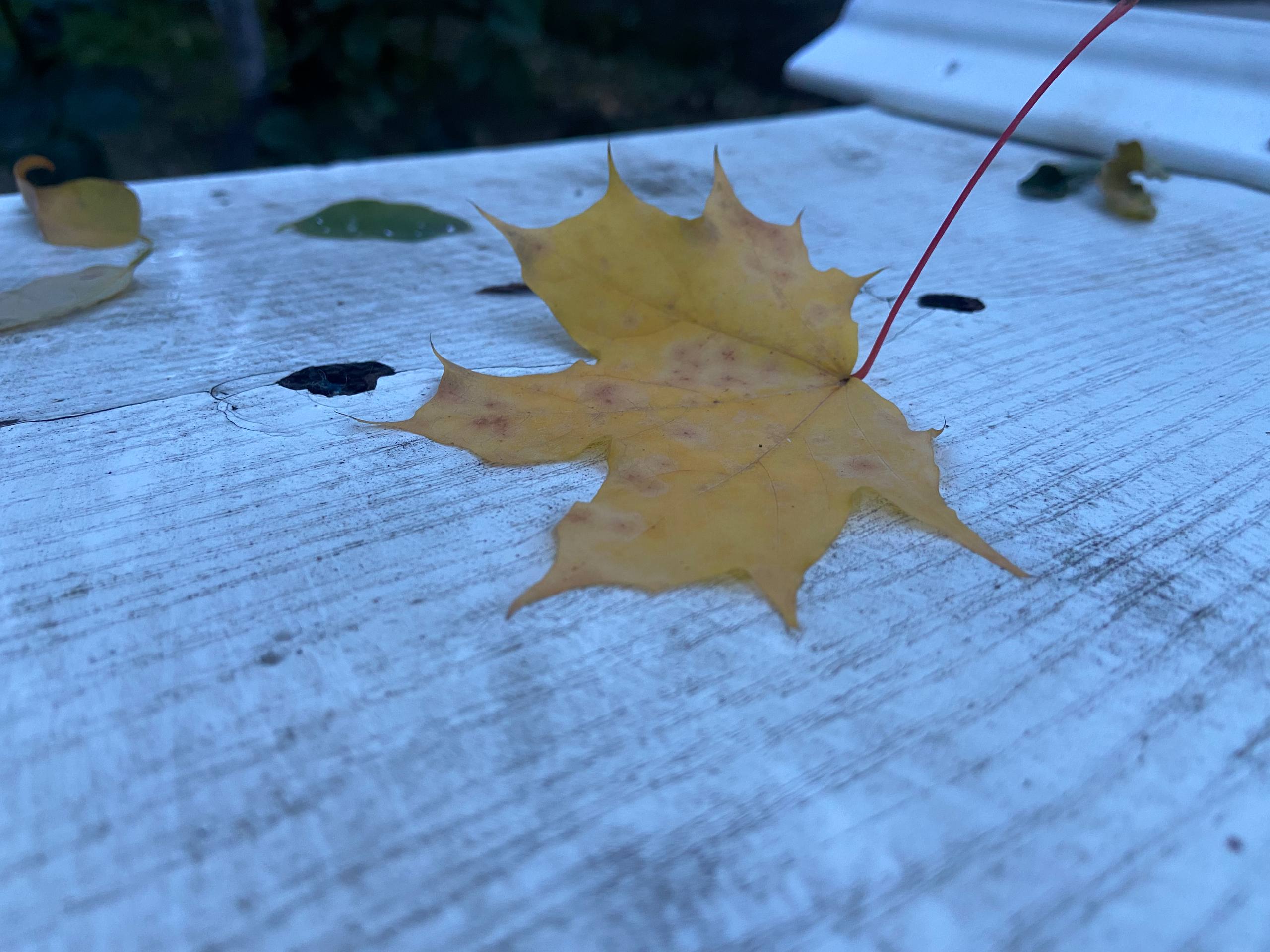 Листопад прийшов у Кропивницький (ФОТО)