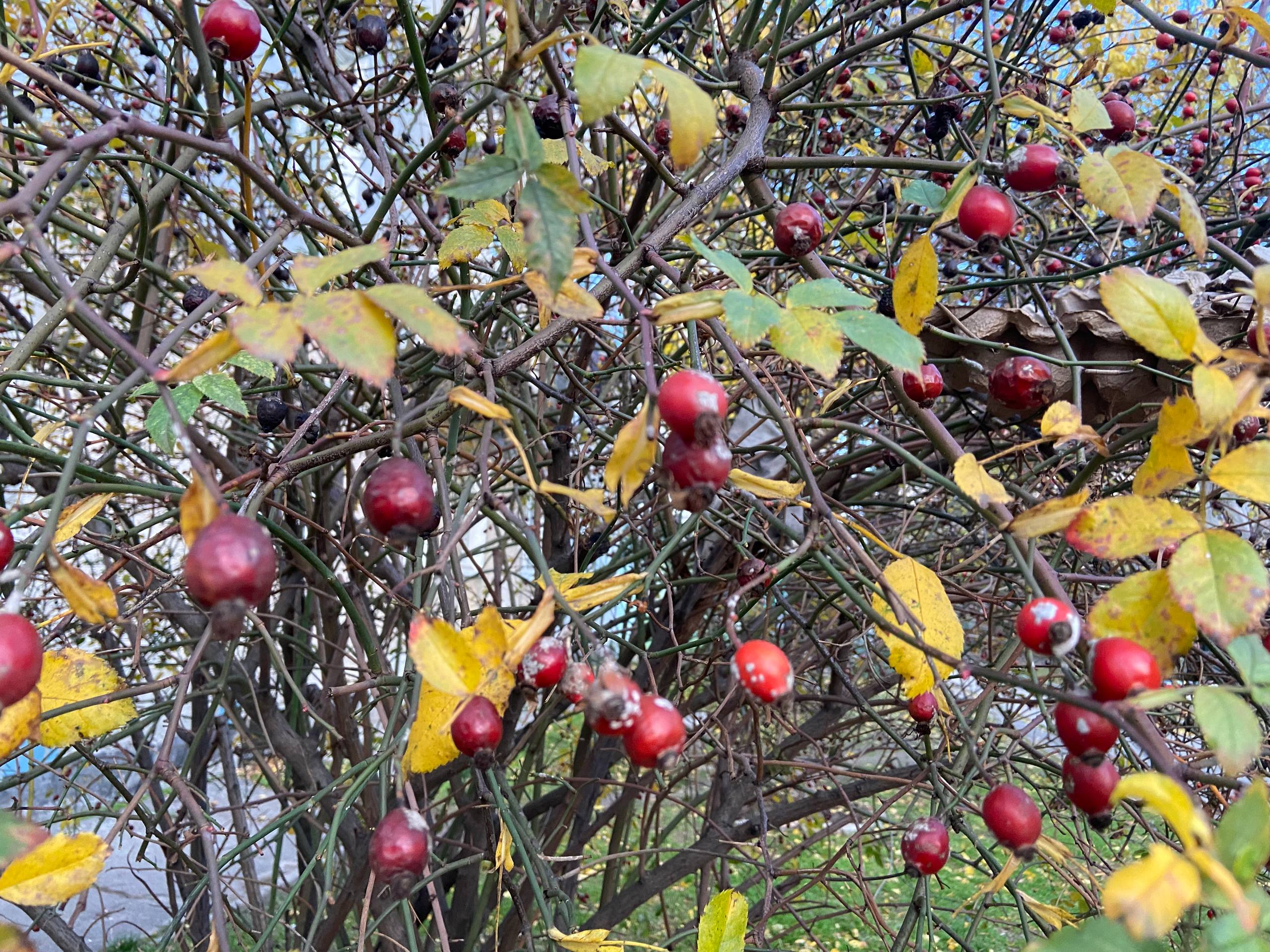 Прогноз погоди на 4 листопада по Кіровоградщині