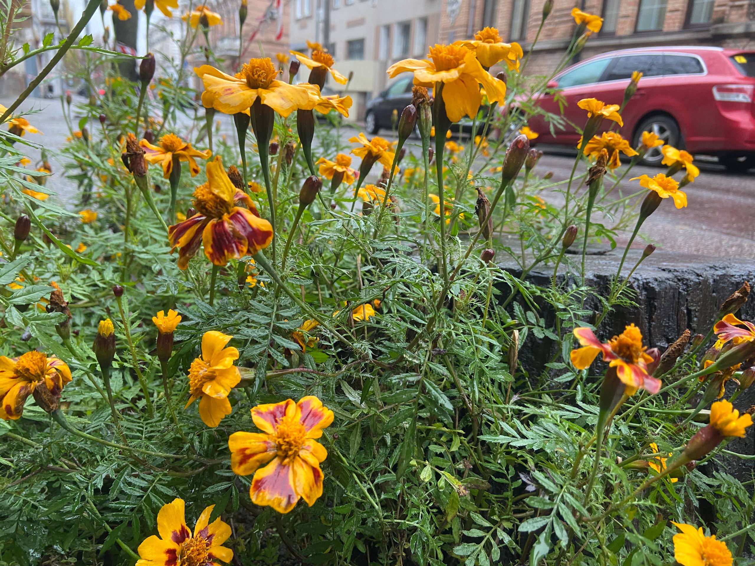 Останні квіти під кропивницьким дощем (ФОТО)