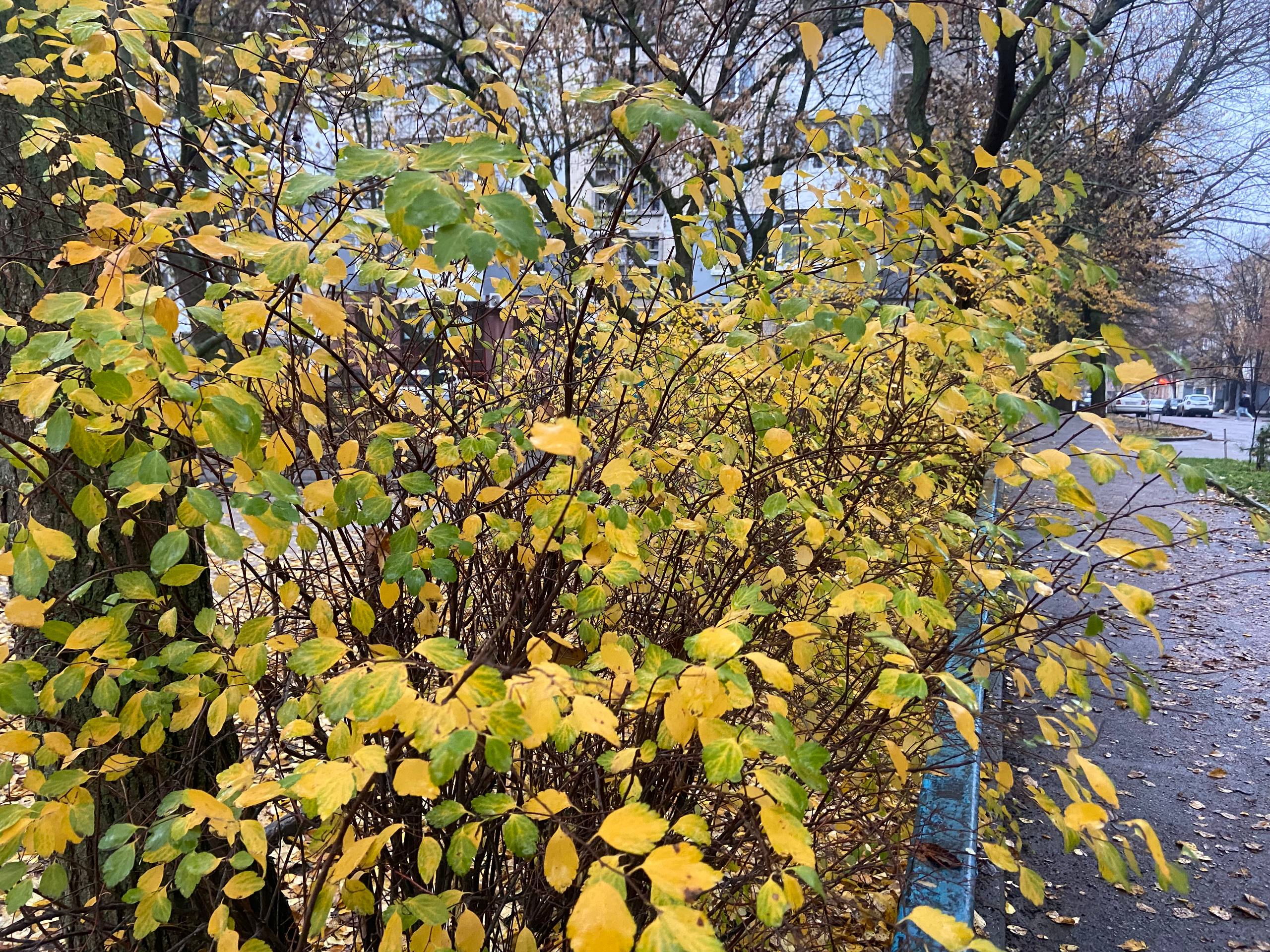 Прогноз погоди на 24 листопада по Кіровоградщині