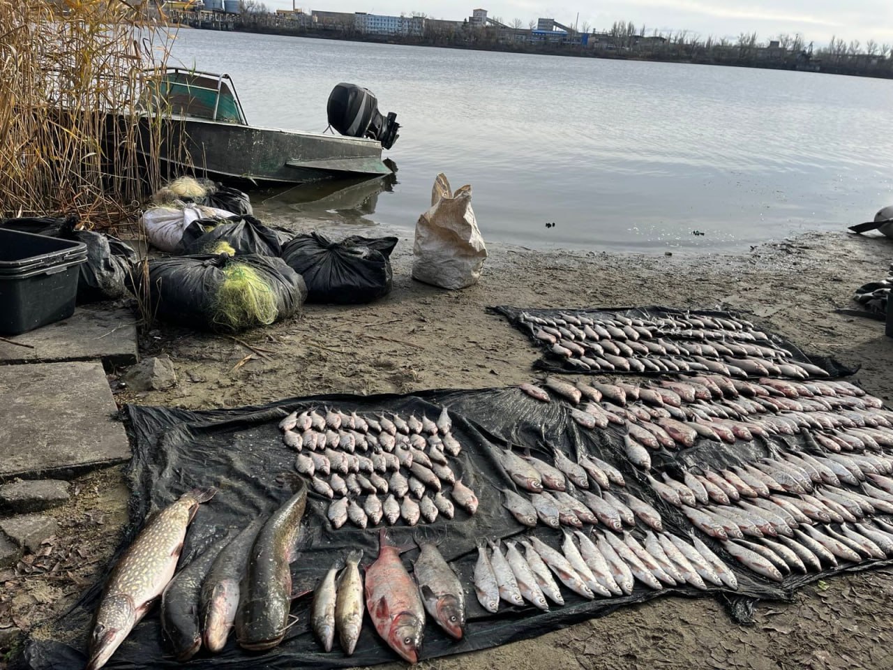 На Кіровоградщині чоловіки незаконно наловили риби на понад півмільйона гривень