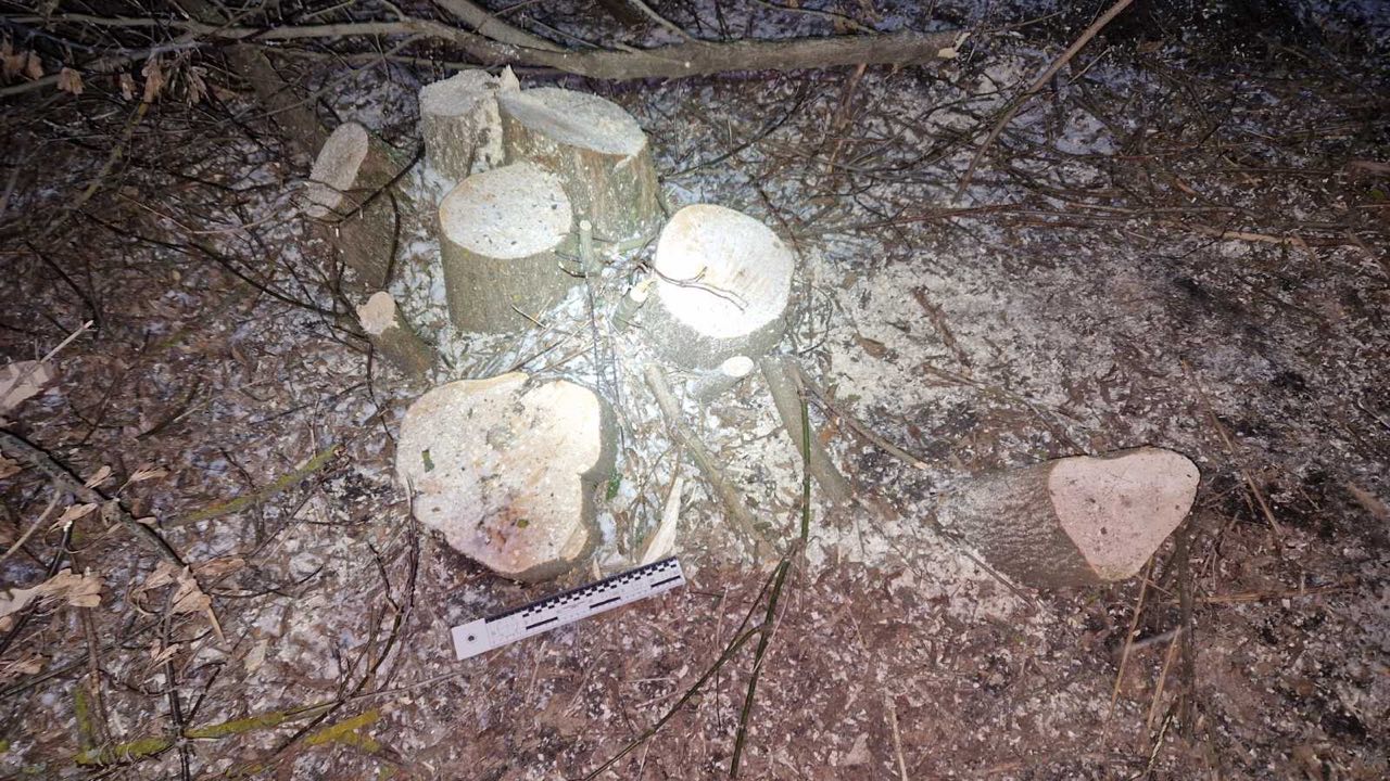 “Чорні лісоруби” з Кіровоградщини знищили дерев на понад 160 тисяч гривень