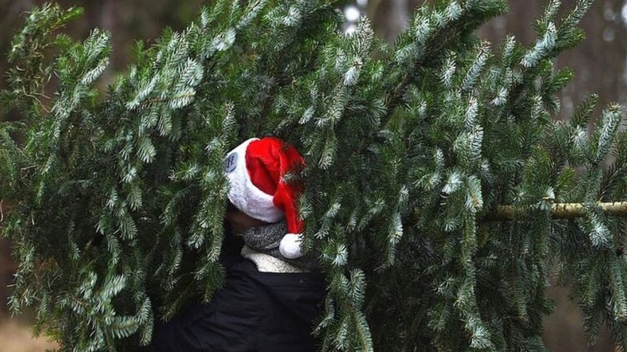У Кропивницькому почали продавати новорiчнi ялинки та сосни