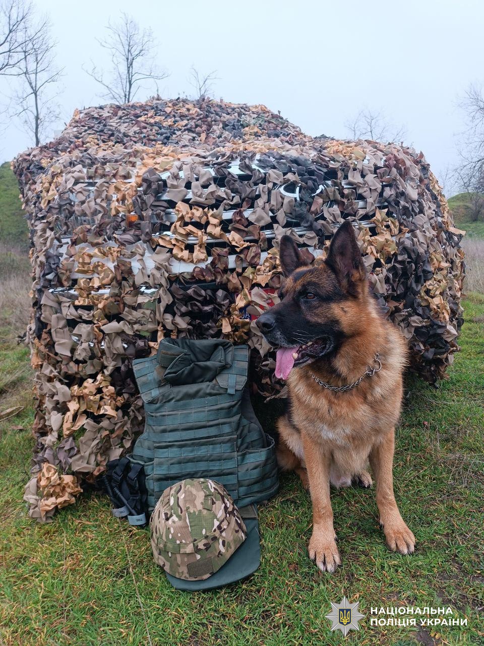 Службовi собаки полiцiї Кiровоградщини допомагають вибухотехнiкам розмiновувати Херсонщину