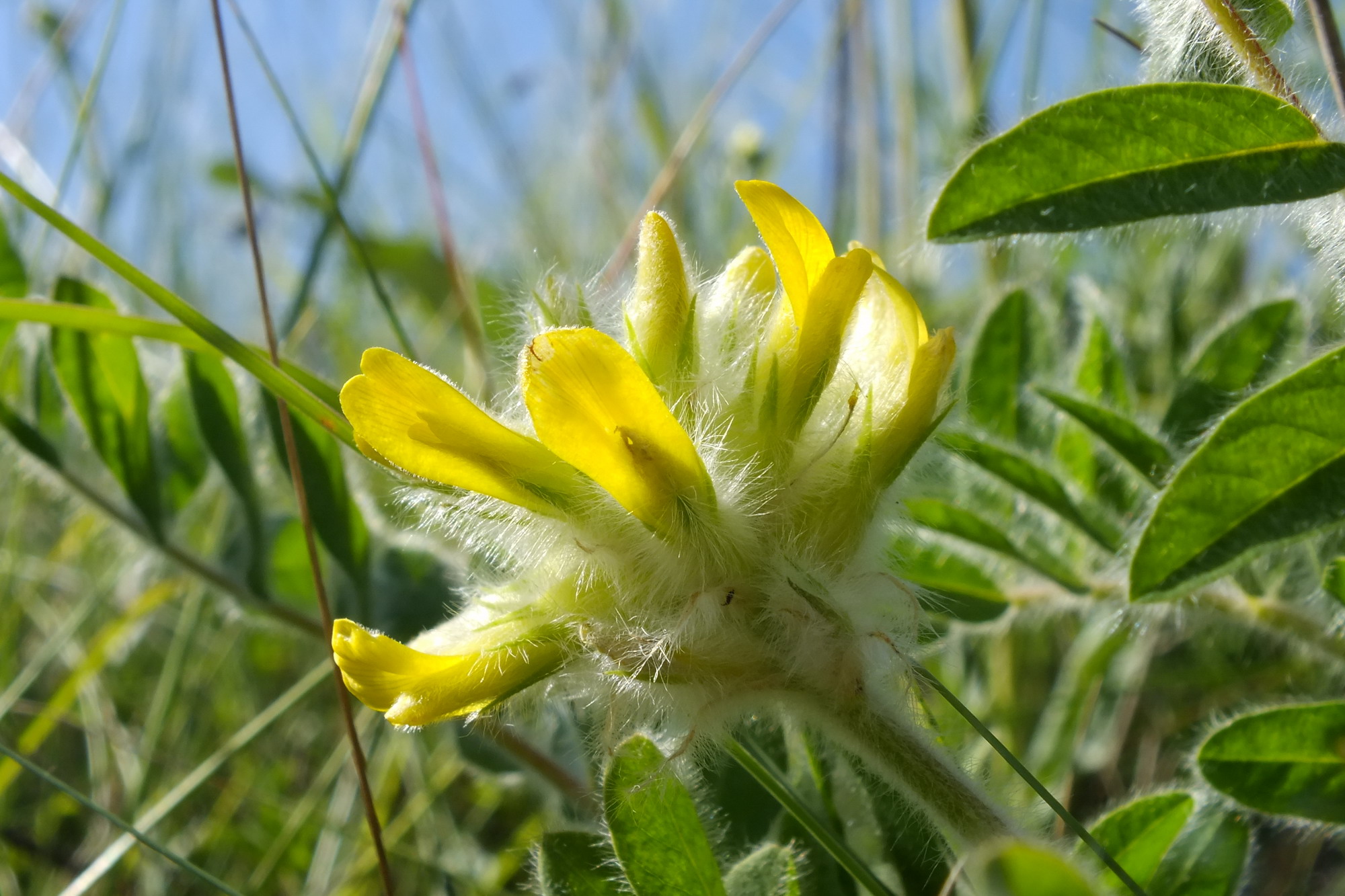В громадi на Кiровоградщинi створять пам’ятку природи “Козацька балка”