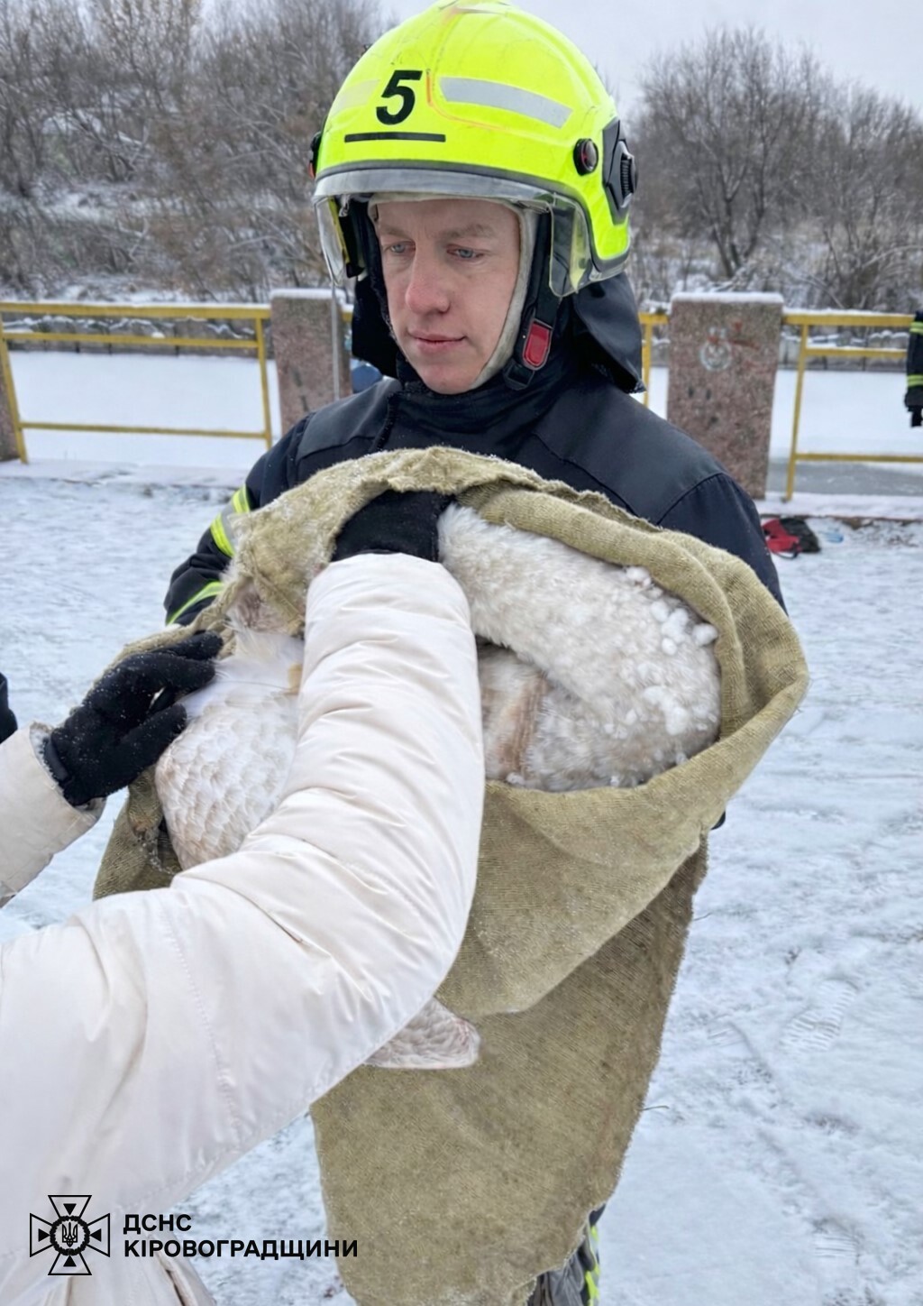 У Кропивницькому врятували лебедя