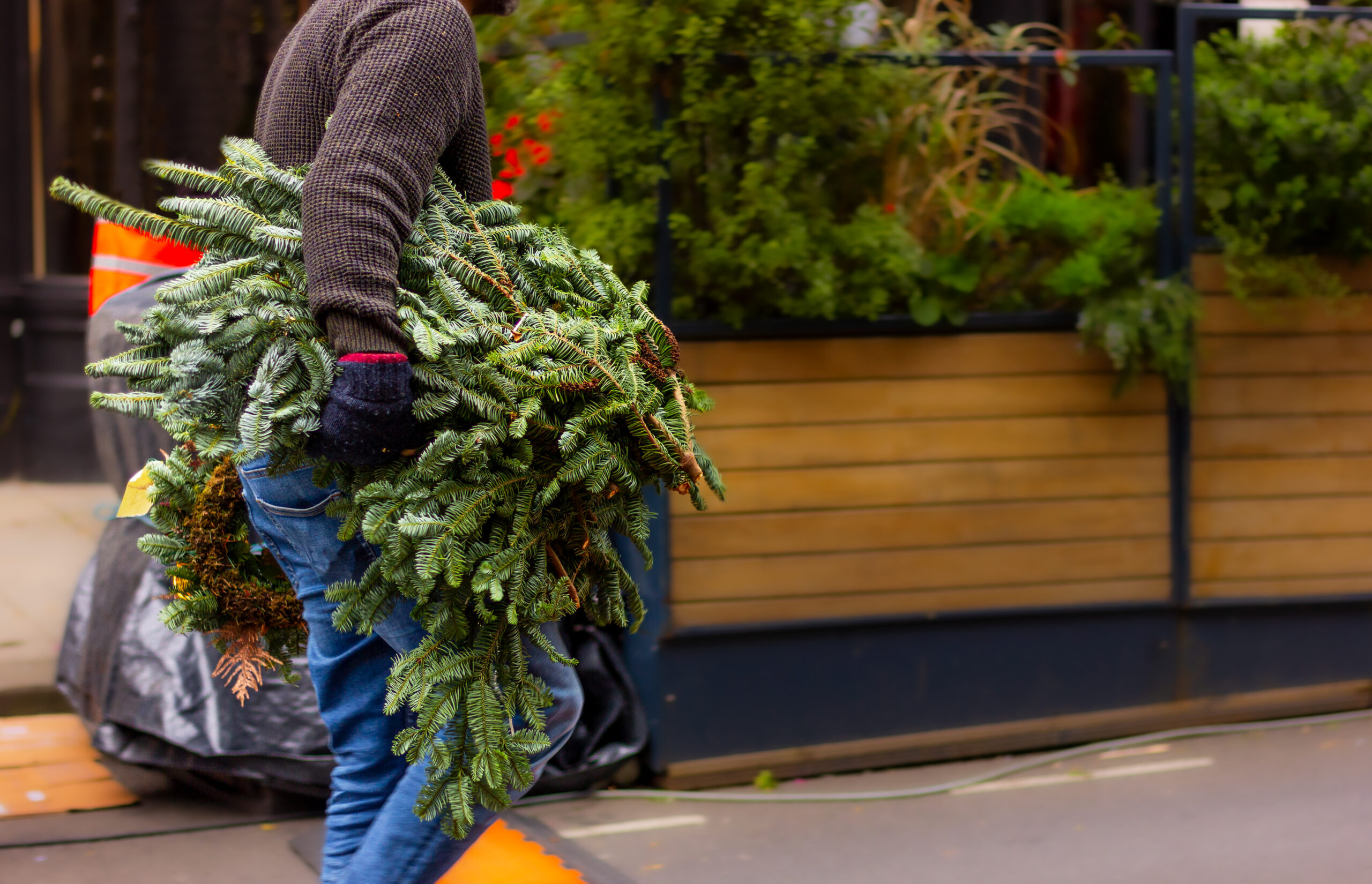 Як екологічно утилізувати ялинки на Кіровоградщині?