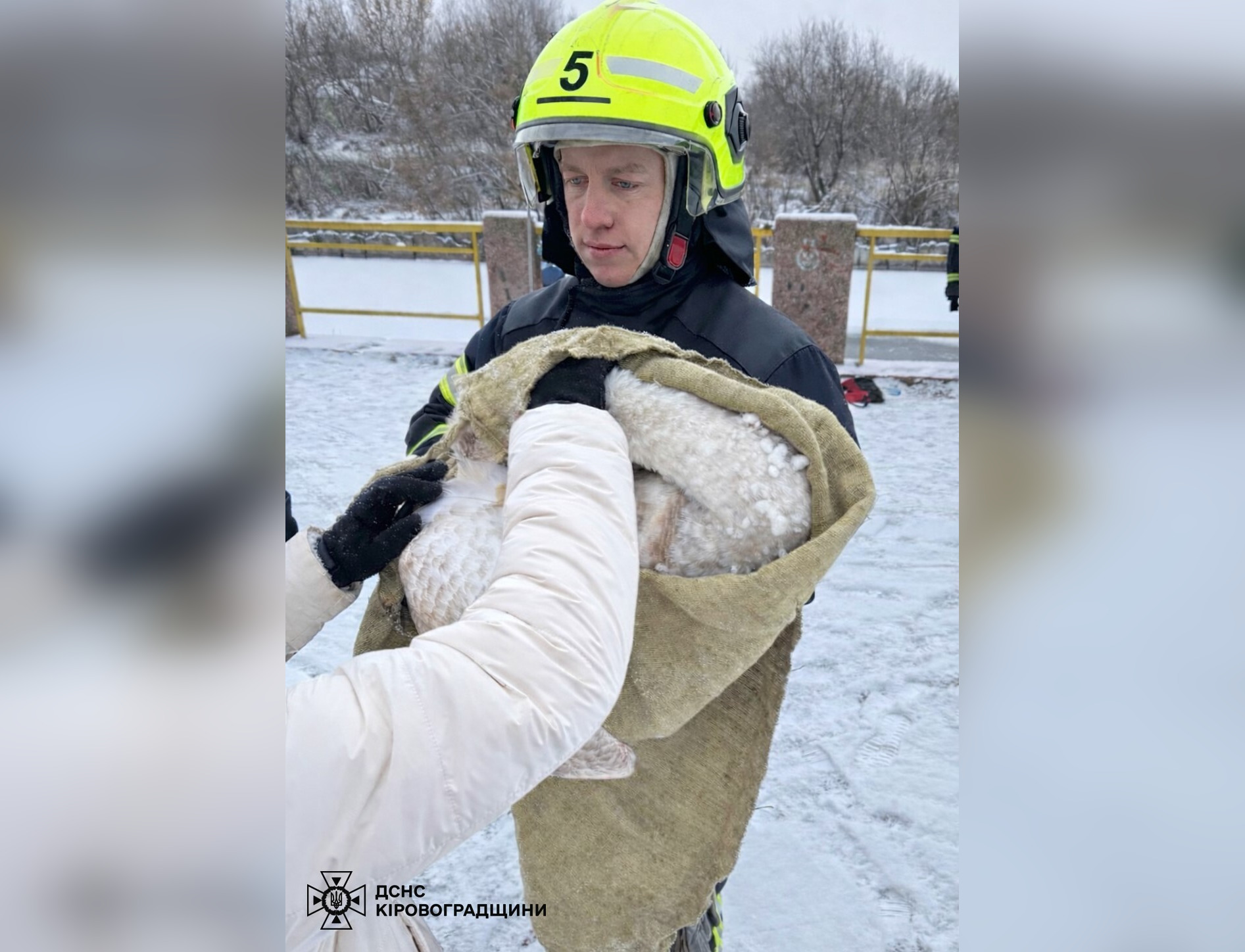 У Кропивницькому врятували лебедя