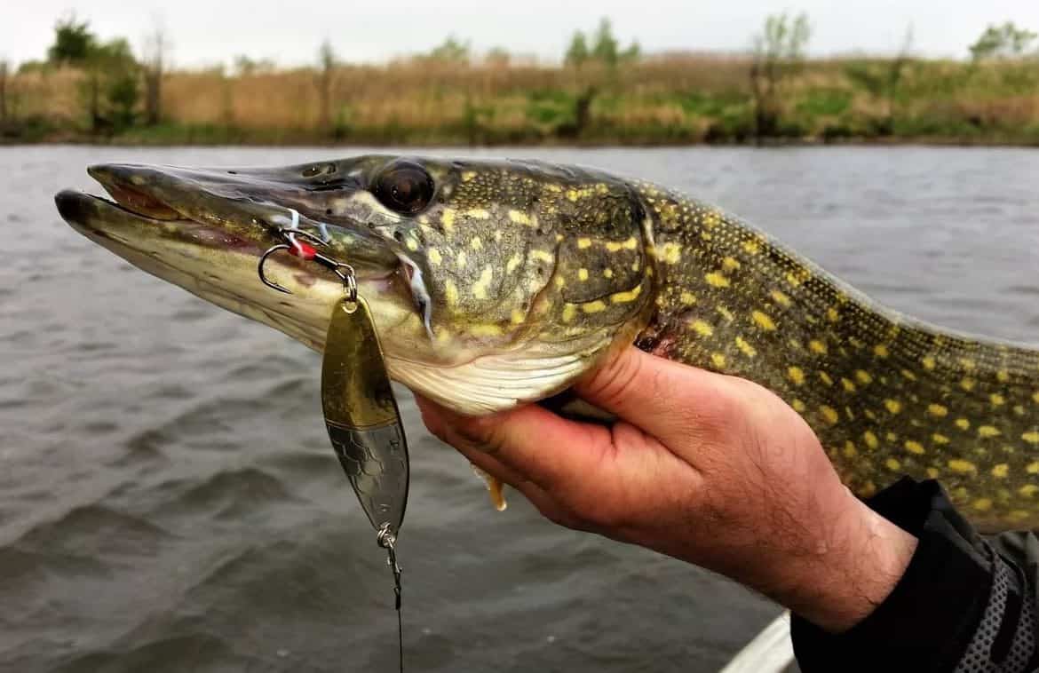 На Кiровоградщинi запровадять заборону на вилов щуки