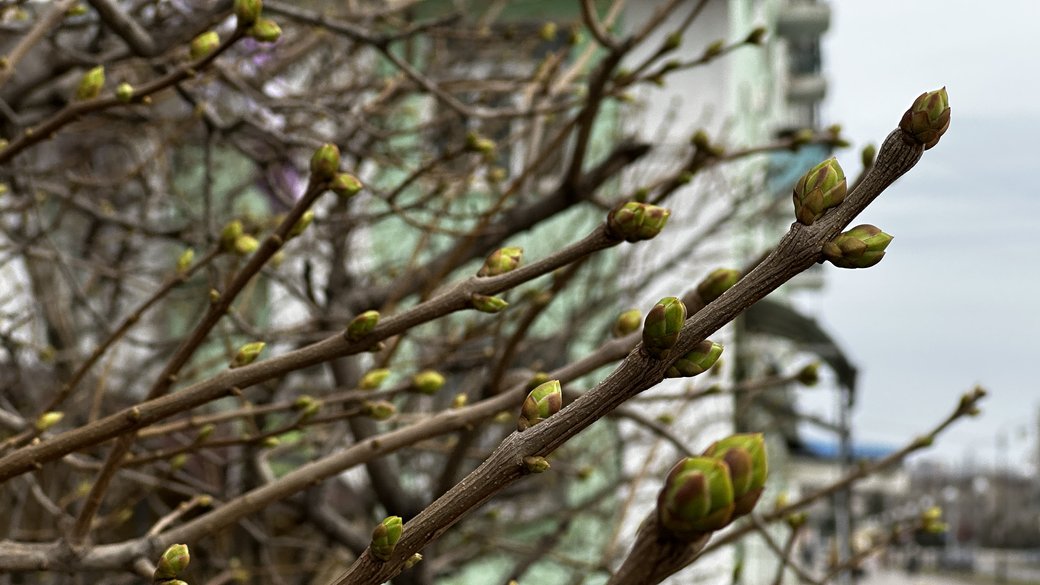 Прогноз погоди на 1 квітня по Кіровоградщині