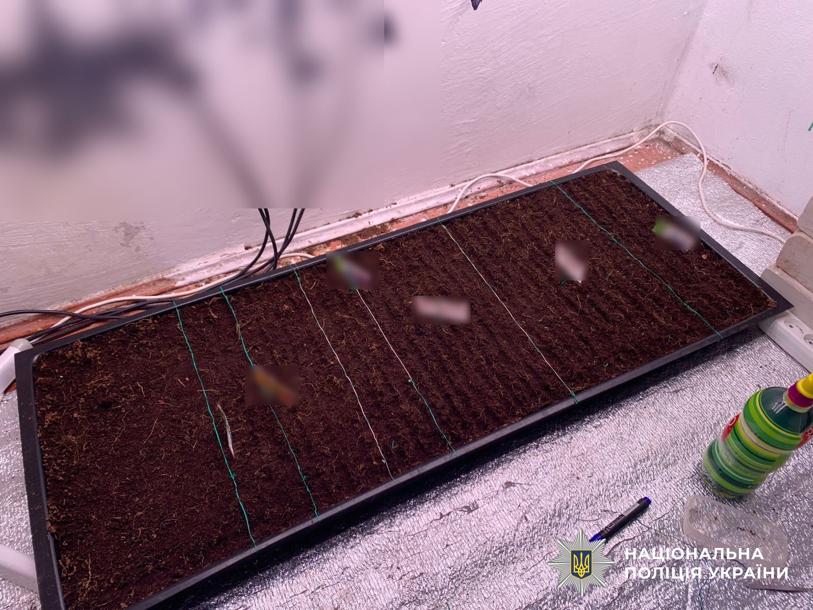 Житель Кіровоградщини вирощував у себе вдома коноплі