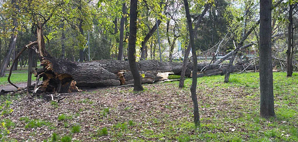 Через негоду на Кіровоградщині валяться дерева