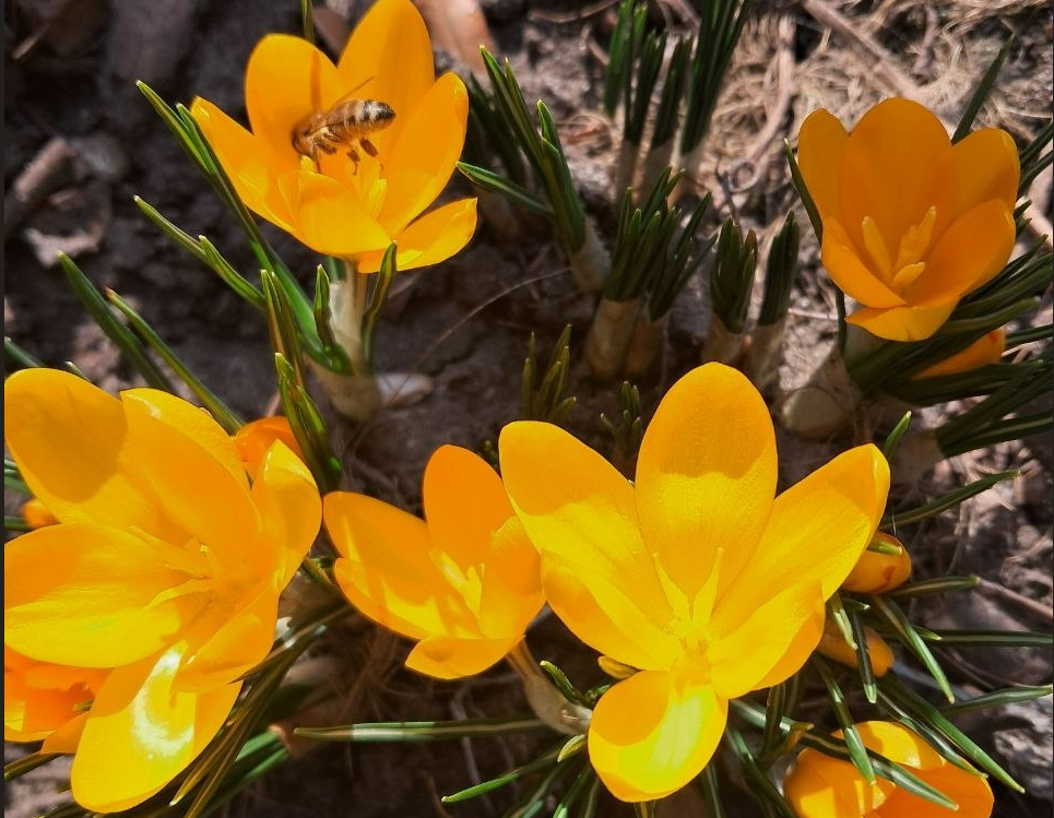 Яскраві барви, що повертають тепло в Кропивницький