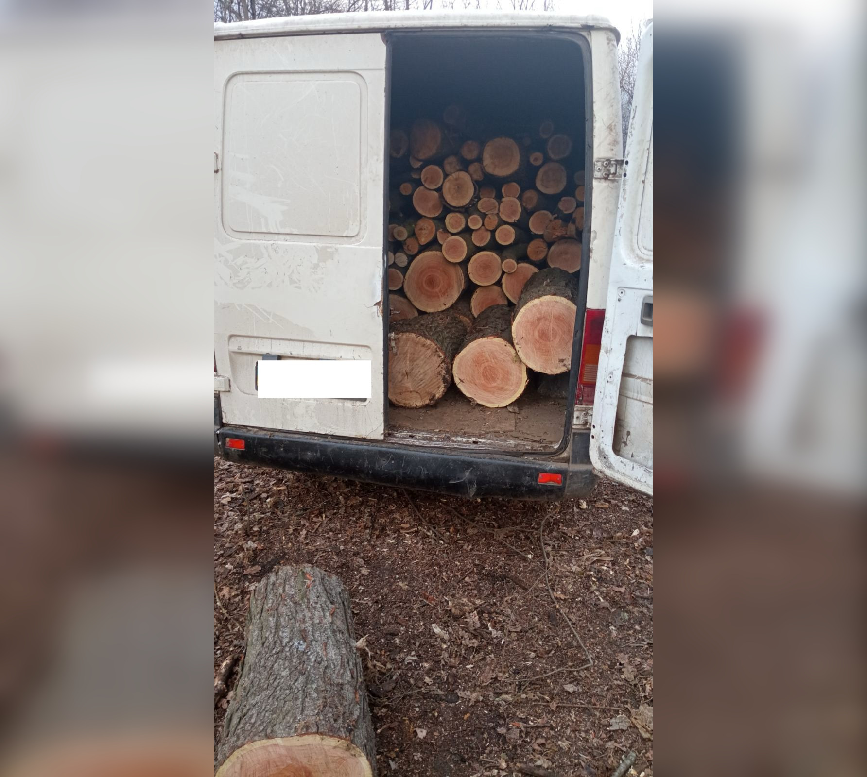 На Кіровоградщині порушники знищили три десятки дерев