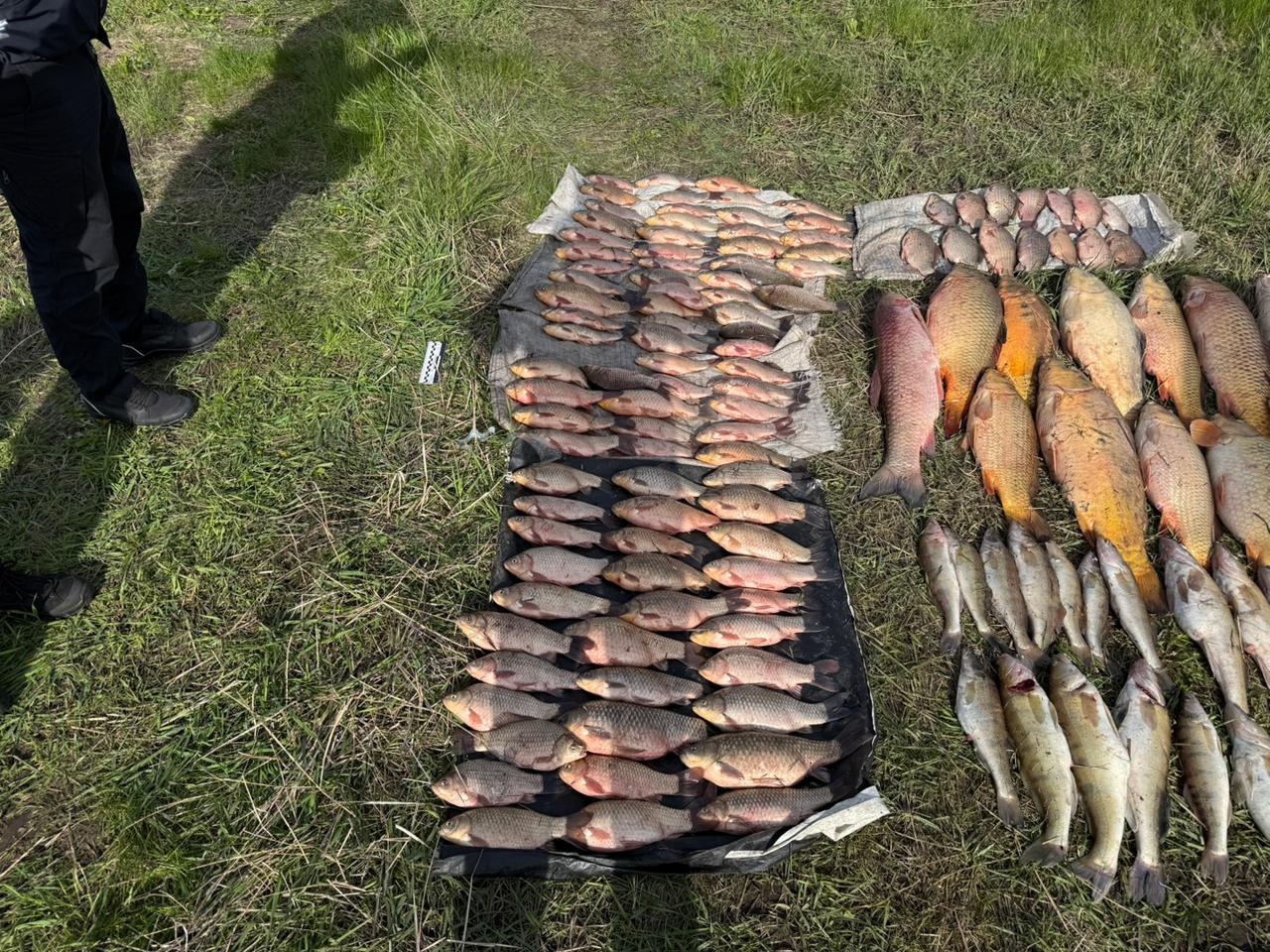 Троє браконьєрів на Кіровоградщині попалися разом з уловом