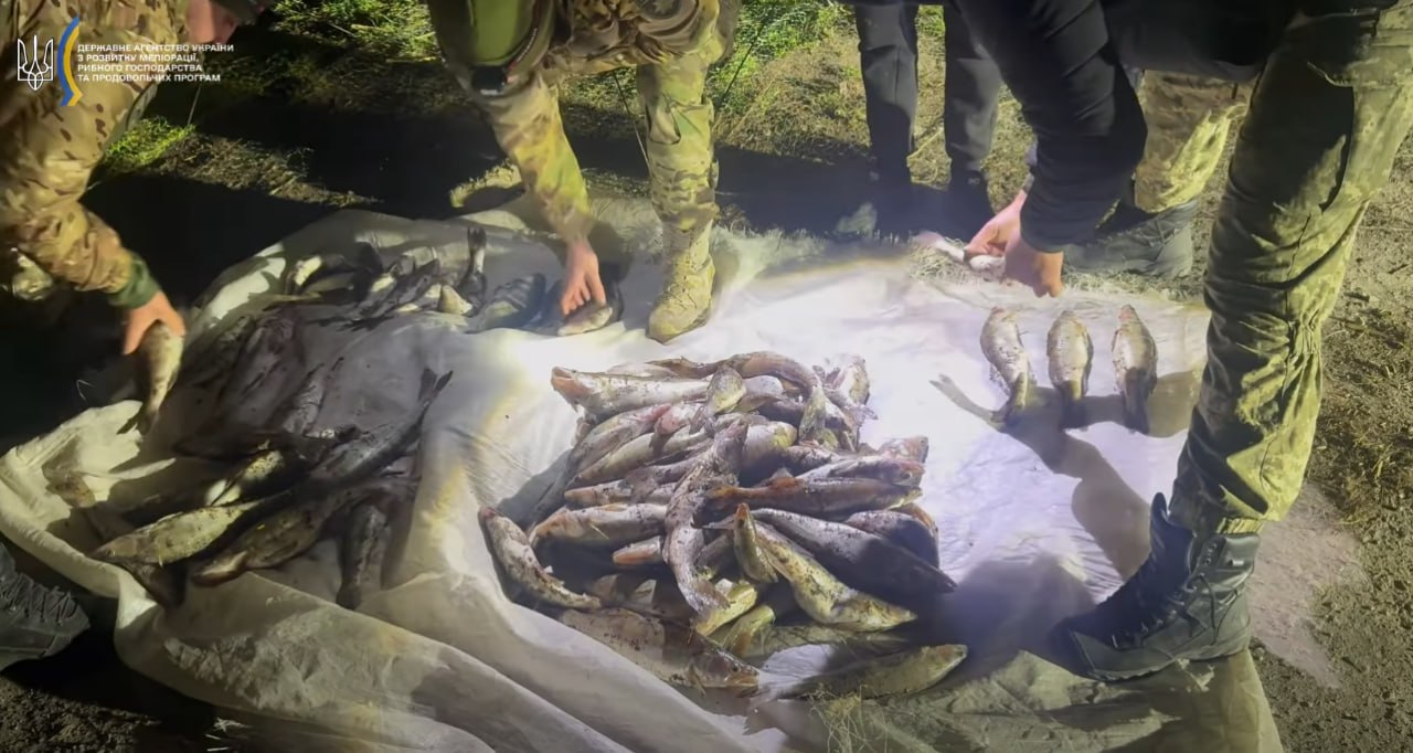 Півсотні кілограмів судака виловив браконьєр з Кіровоградщини