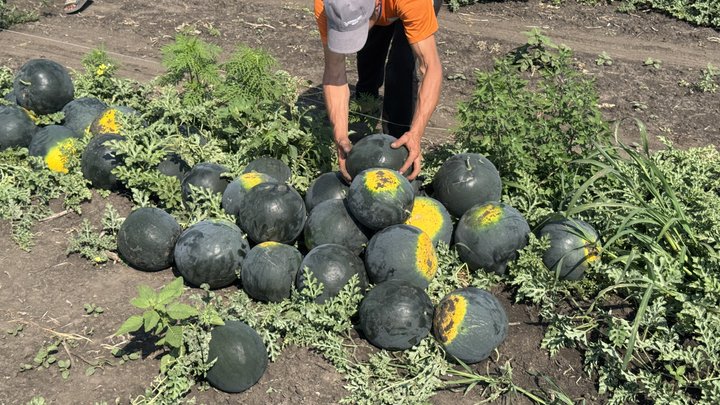 На Кіровоградщині розпочали збір ультраранніх кавунів (ВІДЕО)