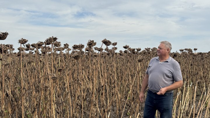 Соняшниковий рекорд Кіровоградщини: в області стартували жнива головної технічної культури